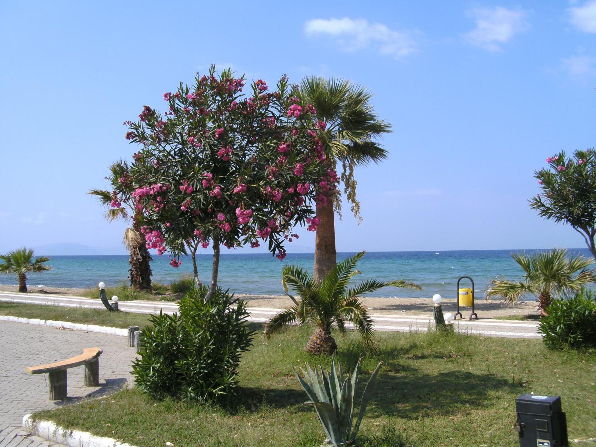 Samos Apart Pension グゼルカミル エクステリア 写真